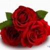 3本の赤い薔薇